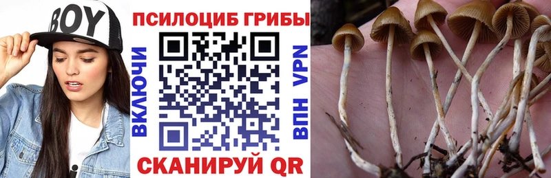 Псилоцибиновые грибы Psilocybe  где найти наркотики  дарк нет официальный сайт  Ивантеевка 